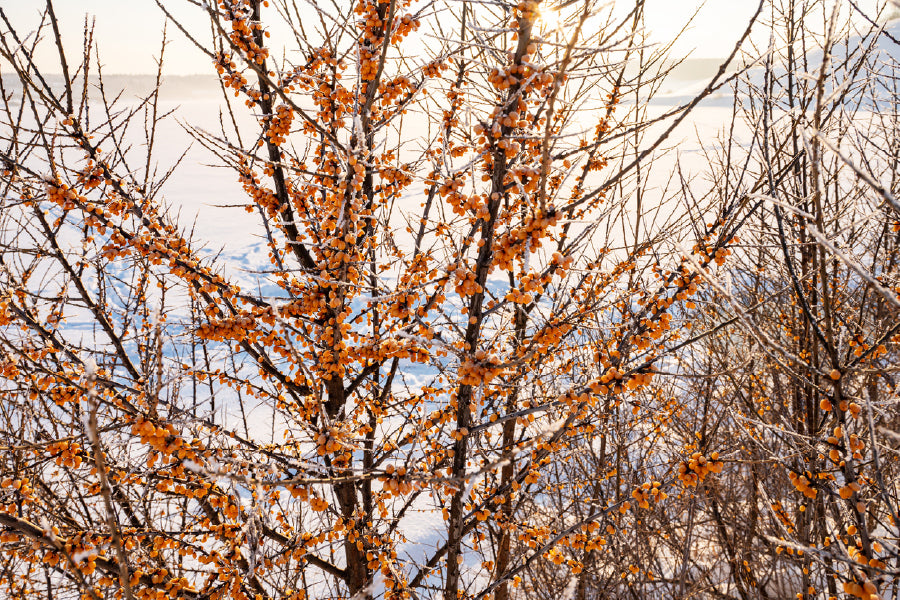 Bush Tree in Snow Field View Photograph Print 100% Australian Made