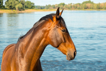 Horse in Water Closeup Photograph Print 100% Australian Made