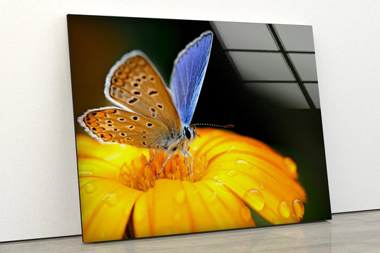 Butterfly on Yellow Flower Photograph Acrylic Glass Print Tempered Glass Wall Art 100% Made in Australia Ready to Hang