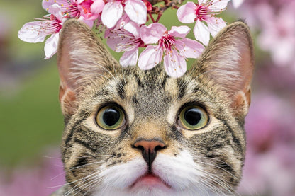 Cat Portrait & Flowers Photograph Home Decor Premium Quality Poster Print Choose Your Sizes