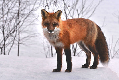 Fox on Snow Closeup Photograph Home Decor Premium Quality Poster Print Choose Your Sizes