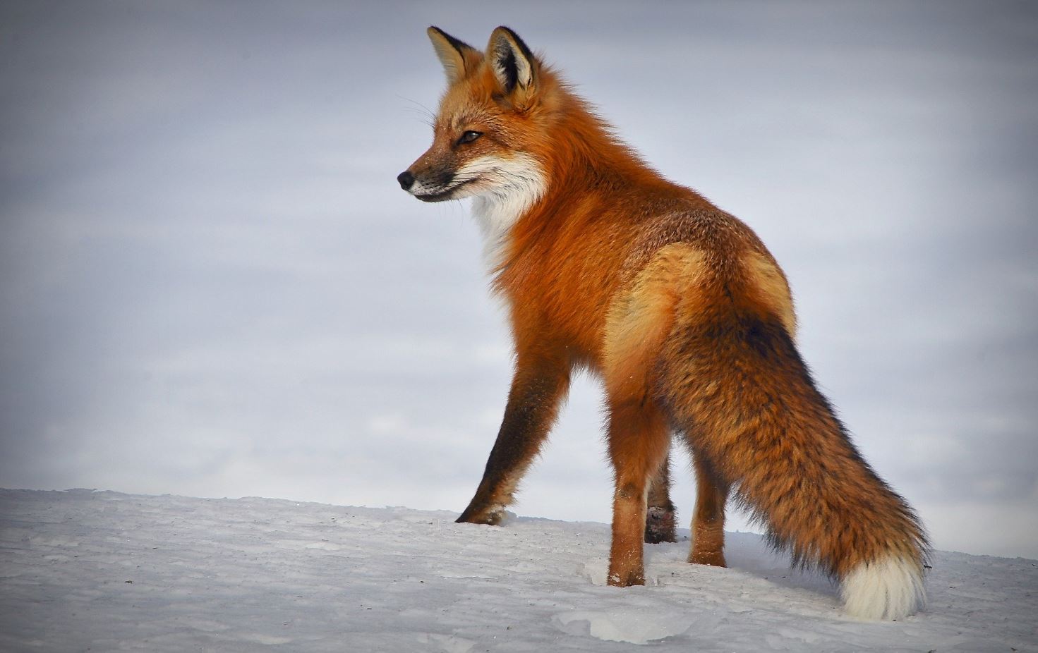 Fox Walking on Snow Photograph Home Decor Premium Quality Poster Print Choose Your Sizes