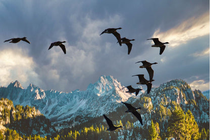 Birds Flying Scenery Photograph Home Decor Premium Quality Poster Print Choose Your Sizes