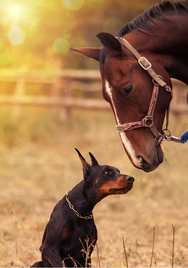 Dog & Horses Portrait Photograph Home Decor Premium Quality Poster Print Choose Your Sizes