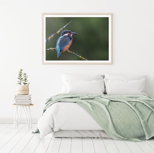 Kingfisher Bird on Tree Closeup Home Decor Premium Quality Poster Print Choose Your Sizes