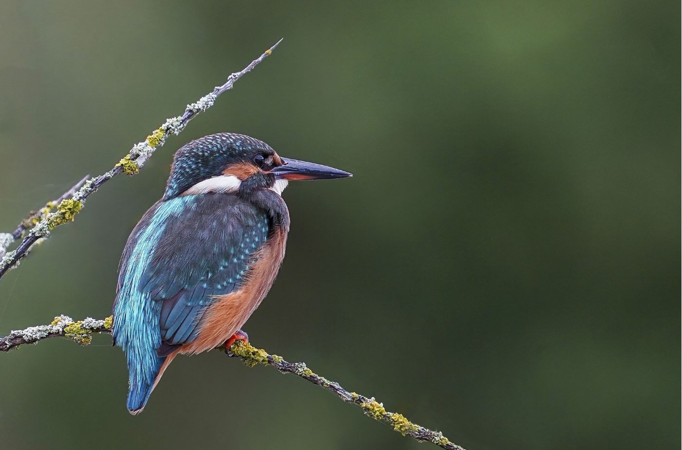 Kingfisher Bird on Tree Closeup Home Decor Premium Quality Poster Print Choose Your Sizes