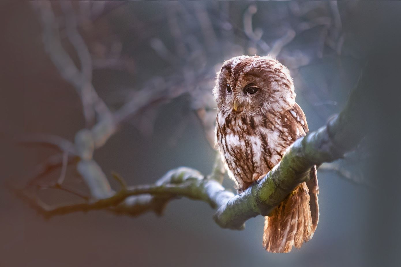 Owl on Tree Closeup Photograph Home Decor Premium Quality Poster Print Choose Your Sizes