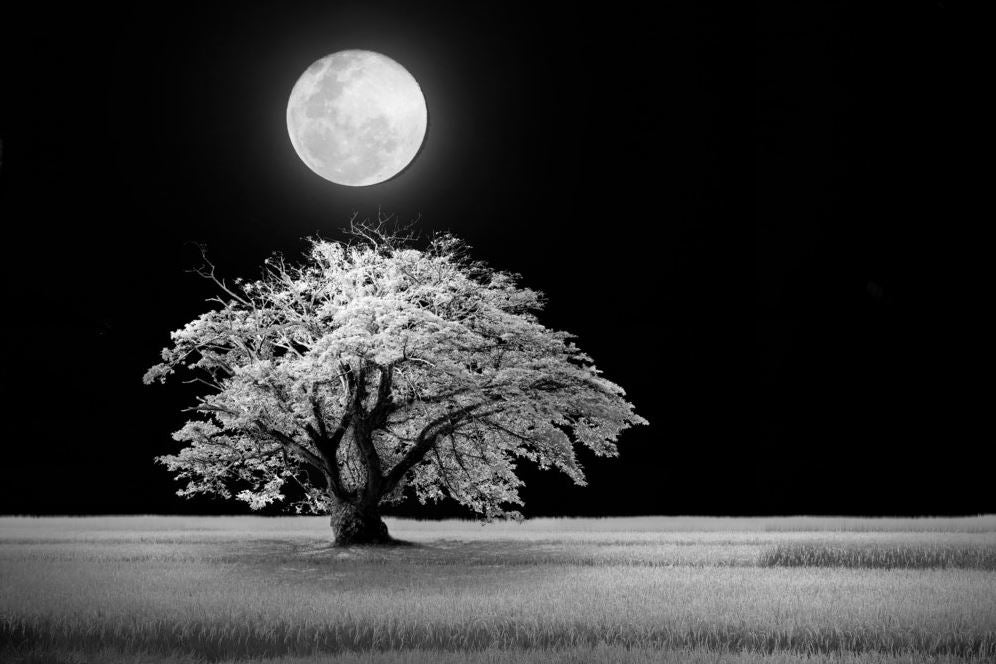 Tree in Field Under Moon B&W View Home Decor Premium Quality Poster Print Choose Your Sizes