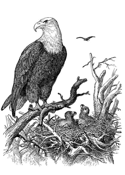 Eagle B&W Drawing Print 100% Australian Made