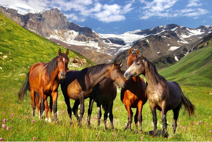 Horses on Meadow Scenery View Photograph Home Decor Premium Quality Poster Print Choose Your Sizes