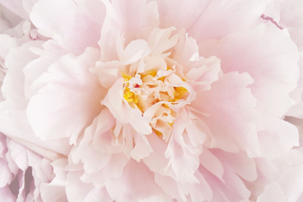 Pink Peony Flower Photograph Home Decor Premium Quality Poster Print Choose Your Sizes