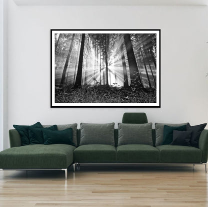 Sunrays in Forest B&W Photograph Home Decor Premium Quality Poster Print Choose Your Sizes