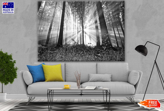 B&W Forest Photograph Print 100% Australian Made
