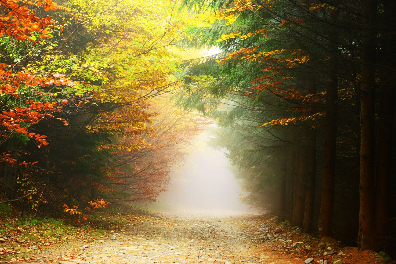 Autumn Forest Scenery Photograph Home Decor Premium Quality Poster Print Choose Your Sizes