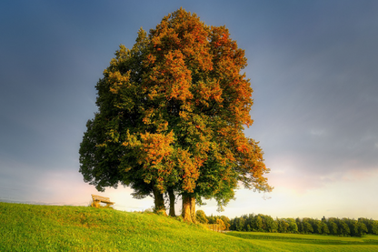 Huge Maple Tree on Meadow Photograph Print 100% Australian Made