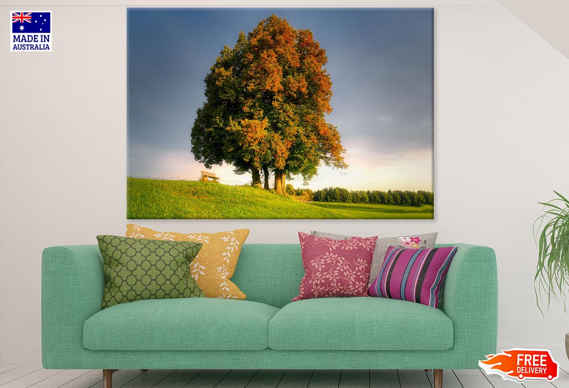 Huge Maple Tree on Meadow Photograph Print 100% Australian Made