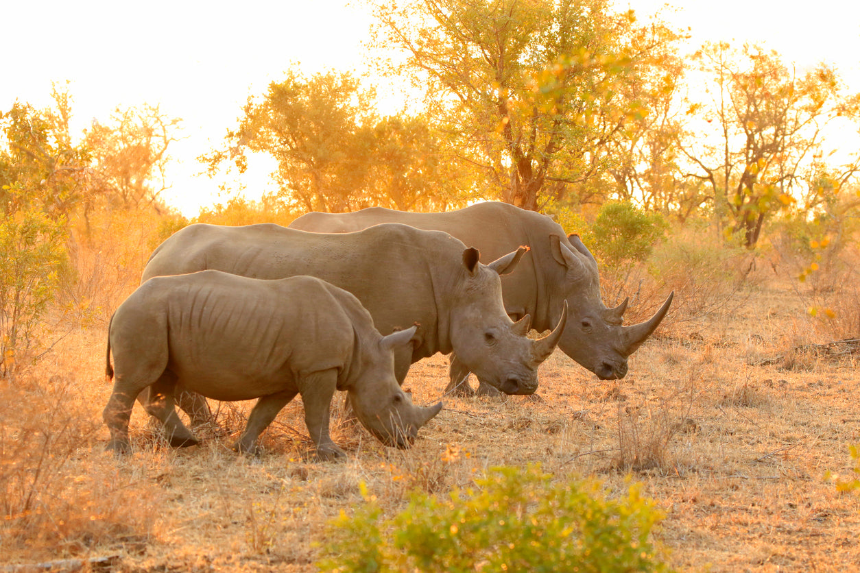 Rhinos in Forest View Photograph Print 100% Australian Made