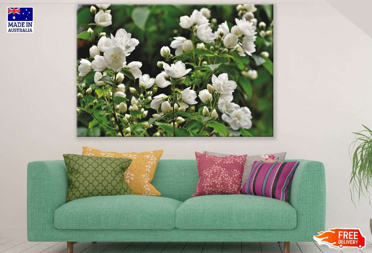 White Jasmine Flowers Photograph Print 100% Australian Made
