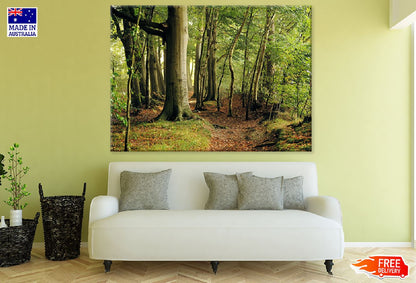 Deep Tree Forest Photograph Print 100% Australian Made