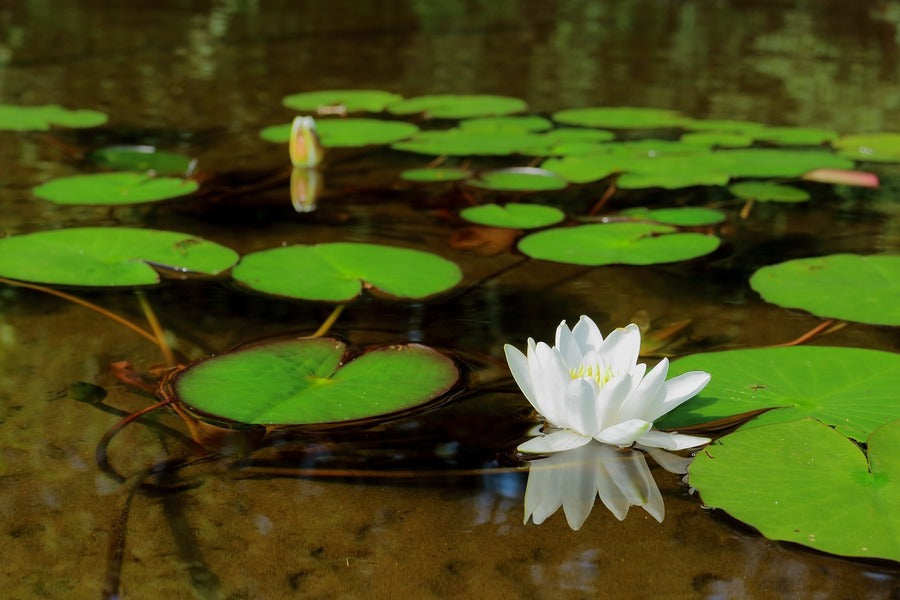 White Water Lily Flower Photograph Print 100% Australian Made