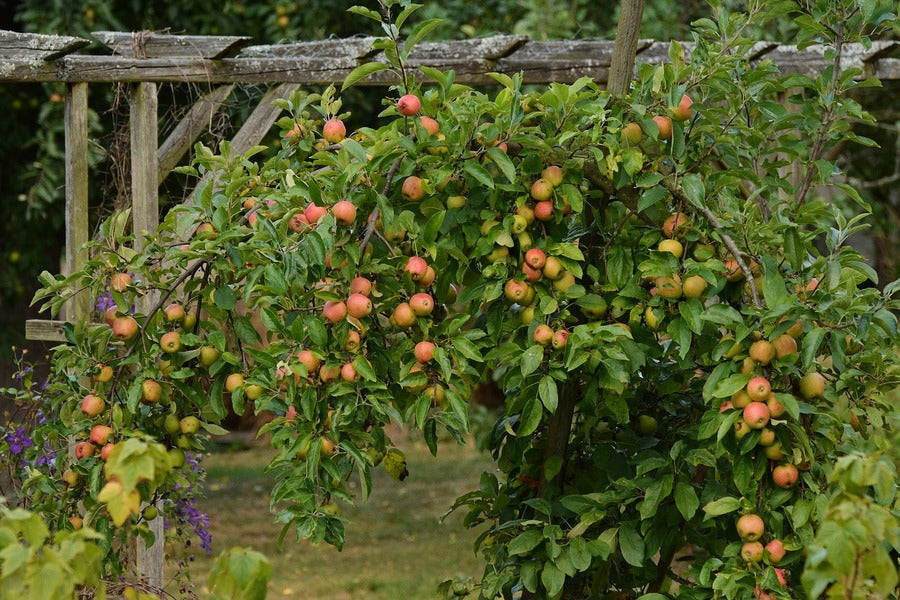 Apple Tree Photograph Print 100% Australian Made