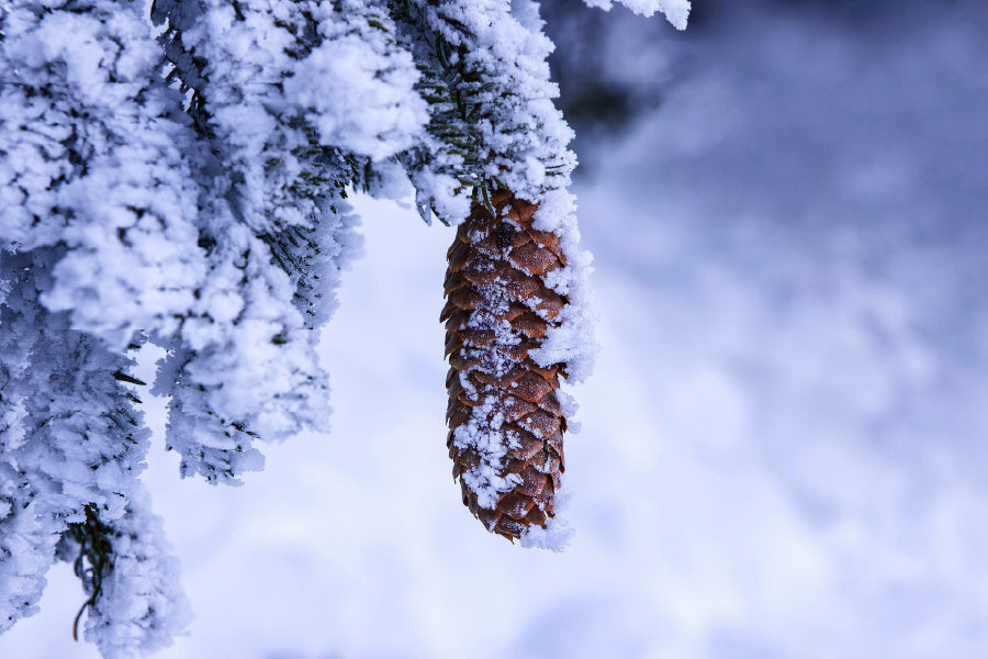 Snow Covered Pine Cone Photograph Home Decor Premium Quality Poster Print Choose Your Sizes