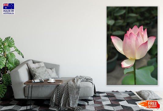 White Pink Lotus Closeup Photograph Print 100% Australian Made