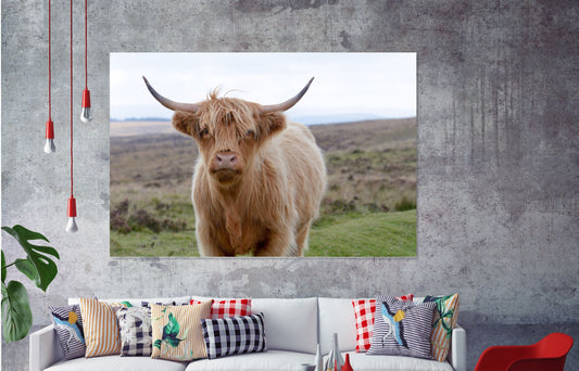 Highland cow , animal Print 100% Australian Made