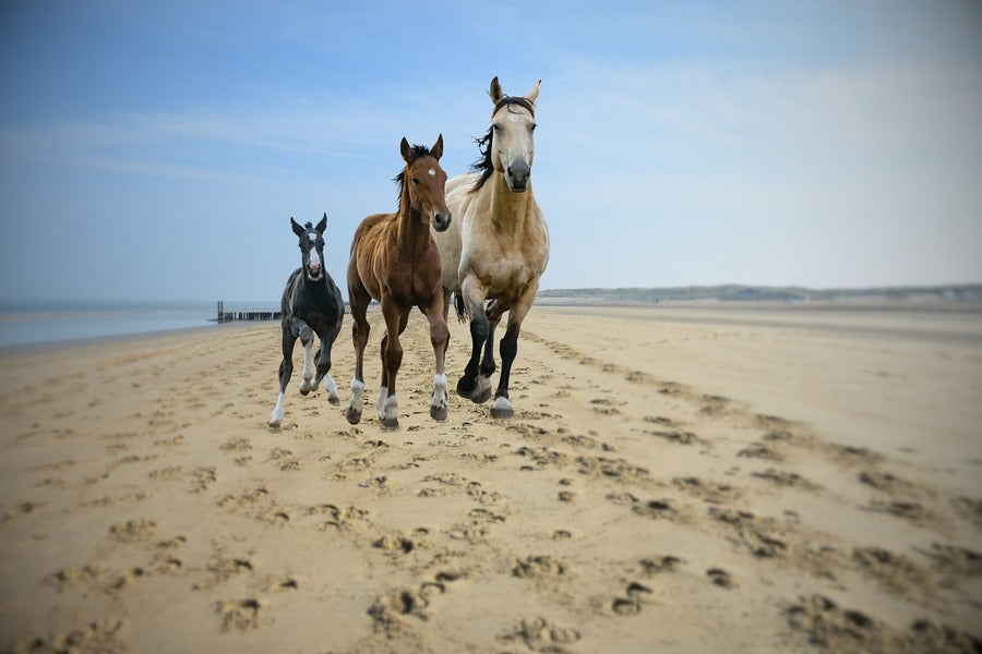 Horses in Beach Closeup Photograph Print 100% Australian Made