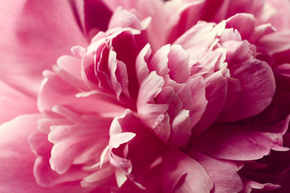 Pink Peony Flower Photograph View Home Decor Premium Quality Poster Print Choose Your Sizes