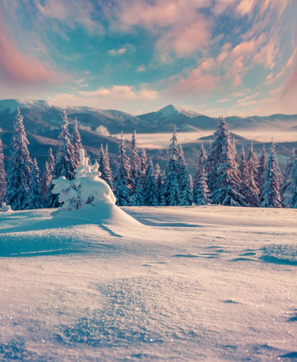 Forest Covered with Snow Photograph Print 100% Australian Made