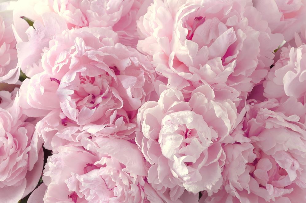 Pink Peony Flowers Photograph Home Decor Premium Quality Poster Print Choose Your Sizes