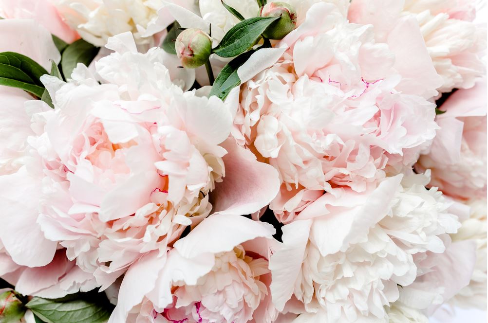 Pink Flower Closeup Photograph Print 100% Australian Made