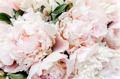 Pink Flower Closeup Photograph Print 100% Australian Made