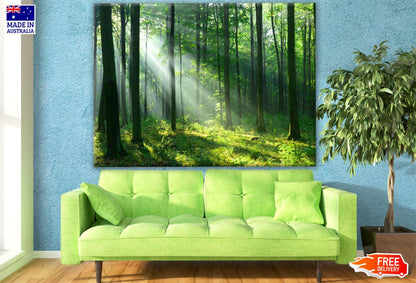 Stunning Forest Photograph Print 100% Australian Made