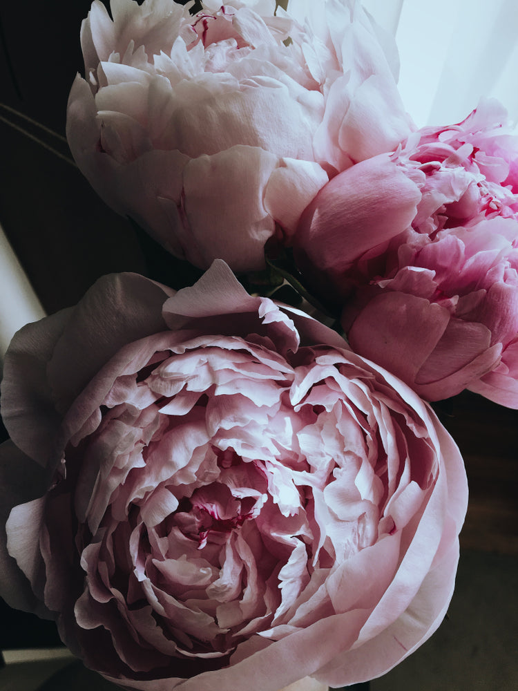 Peony Flowers Macro Photograph Home Decor Premium Quality Poster Print Choose Your Sizes