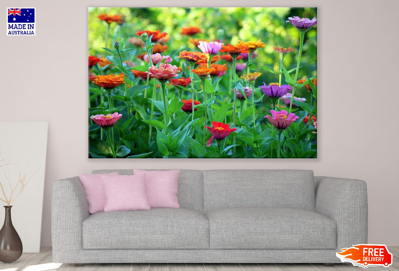 Colorful Zinnia Flower Field Photograph Print 100% Australian Made