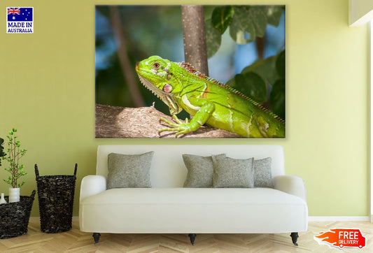 Green Iguana on Tree Branch Photograph Print 100% Australian Made