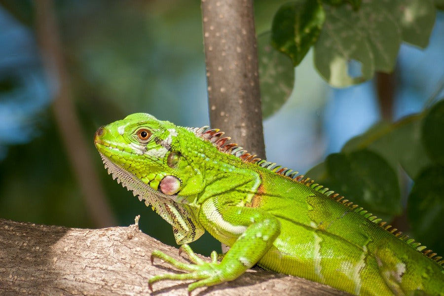 Green Iguana on Tree Branch Photograph Print 100% Australian Made