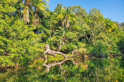 Palm Trees & Forest Near Lake Photograph Print 100% Australian Made