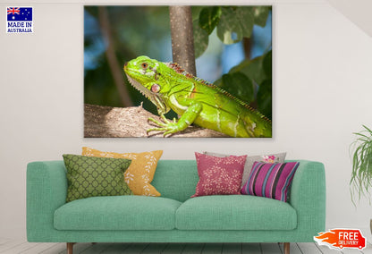 Green Iguana on Tree Branch Photograph Print 100% Australian Made