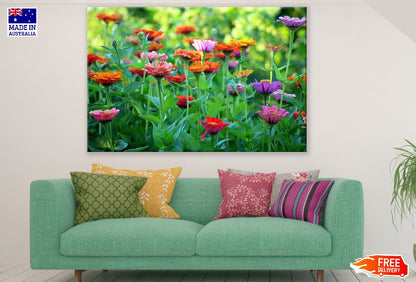Colorful Zinnia Flower Field Photograph Print 100% Australian Made
