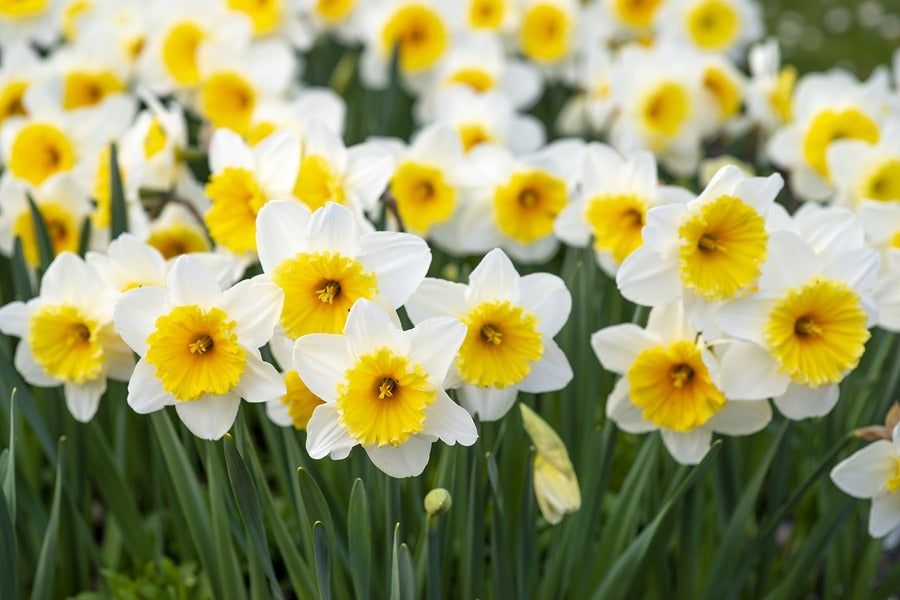 White Yellow Spring Flowers Photograph Print 100% Australian Made