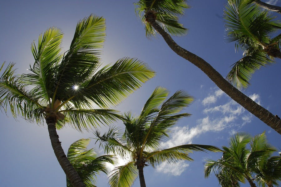 Palm Trees View From Below Photograph Print 100% Australian Made