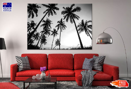 Coconut Palm Tree B&W Photograph Print 100% Australian Made