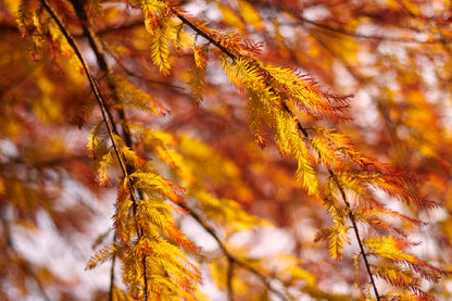 Orange Autumn Tree Leaves View Photograph Print 100% Australian Made