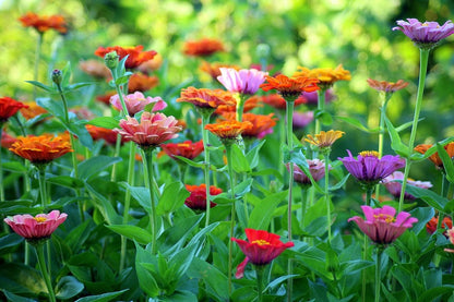 Colorful Zinnia Flower Field Photograph Print 100% Australian Made
