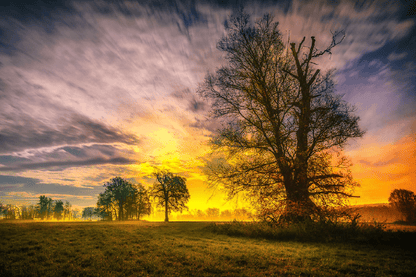 Spring Trees & Sunset Photograph Print 100% Australian Made