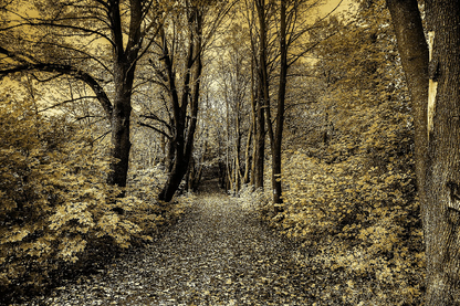 Footpath in Forest B&W Photograph Print 100% Australian Made