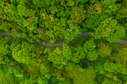 Trees & Forest Aerial View Photograph Print 100% Australian Made